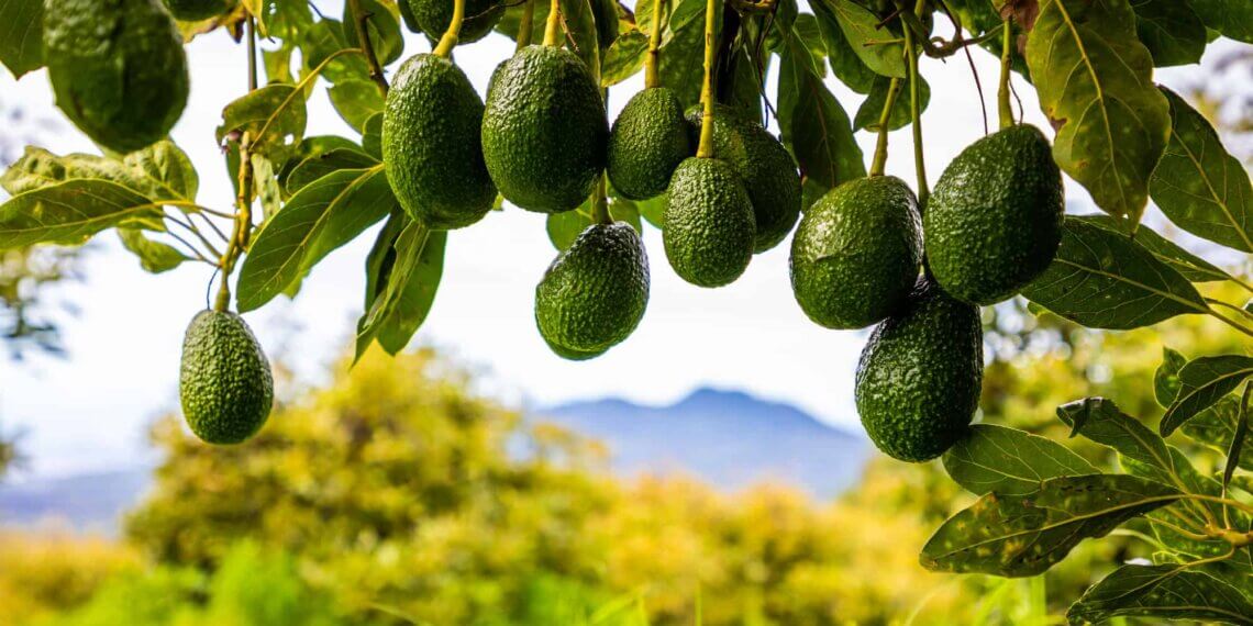 California Avocado Growers Thrive Thanks to Mexican Imports