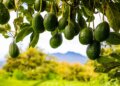 California Avocado Growers Thrive Thanks to Mexican Imports