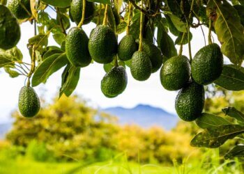 California Avocado Growers Thrive Thanks to Mexican Imports