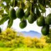 California Avocado Growers Thrive Thanks to Mexican Imports