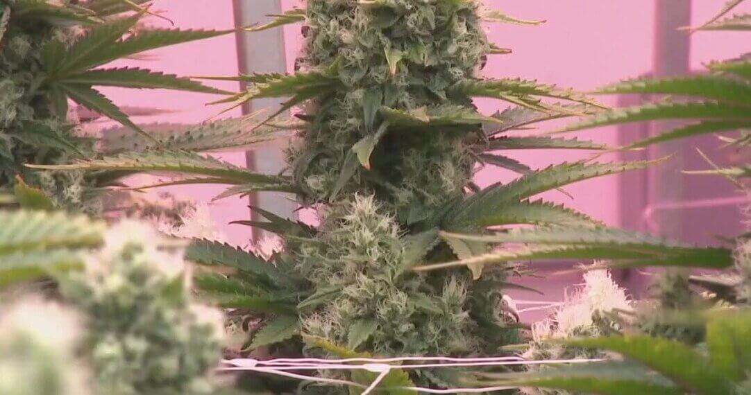 Texas Governor Blocks Statewide Ban on All THC Products