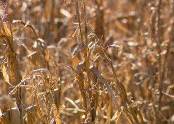‘We had rain all summer’: Nebraska farm takes a hit from recent wet weather